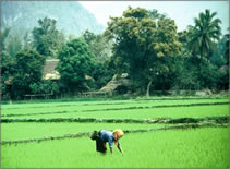 Rice Paddy